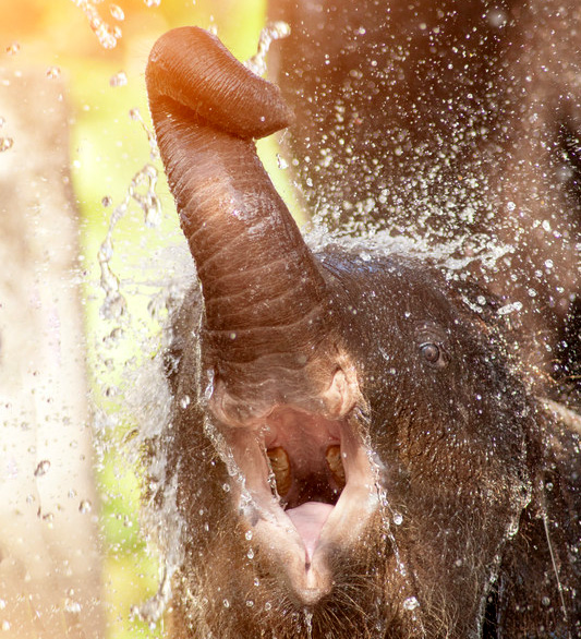 Summer's Eve TV Commercial The Elephant in the Bathroom is Just Plain Wrong