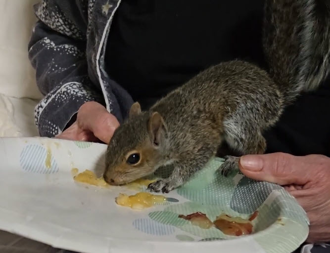 Unexpected Thanksgiving Guest